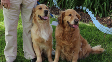Two golden retrievers sat next to each other next to their owner.