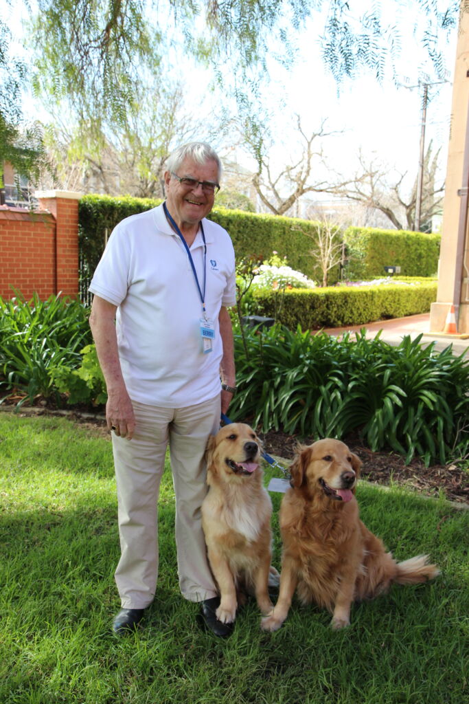 older man with white hair and white t shirt stands next to two golden retriever dogs